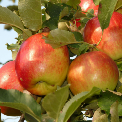 Pomme