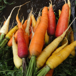 Carottes