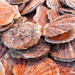 Coquilles Saint-Jacques