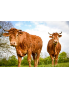 Viande rouge
