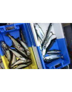 Poisson & fruits de mer